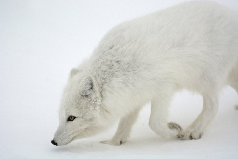 animal, cold temperature, survival, winter, animal themes, mammal, animals in the wild, white color, animals hunting, hunting, vertebrate, one animal, snow