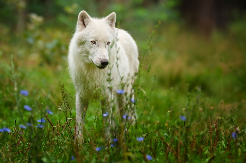 Arctic wolf, 1080P, polar wolf, predator