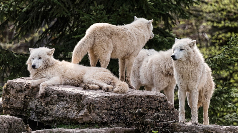 stay, white, 2K, zoo, spruce, Arctic wolf, stones, wolf, Arctic, branches, nature, group, polar, wolves, pack, lies
