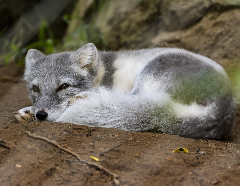 animals in the wild, one animal, mammal, field, 2K, animal themes, nature, surface, domestic animals, relaxation, domestic, vertebrate, pup, brown, wolf