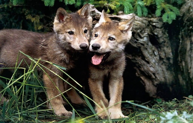 mouth open, one animal, Animals, portrait, mammal, animal themes, canine, no people, vertebrate, looking at camera, tree, nature, animals in the wild, facial expression