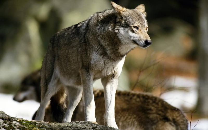 1080P, dogs, animals, big animals, wolves, puppies, nature, wolf pups, rocks