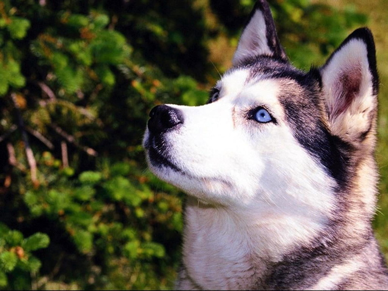parks, dogs, art, nature, wolf pups, hd, siberian husky, Trees, 480P, animals, begger