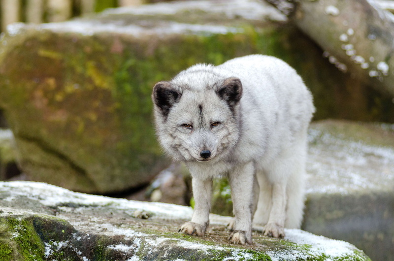 wolf, canidae, animals in captivity, canine, vertebrate, portrait, snow, pup, looking at camera, mammal, carnivore, cub, rock - object, no people, animal themes
