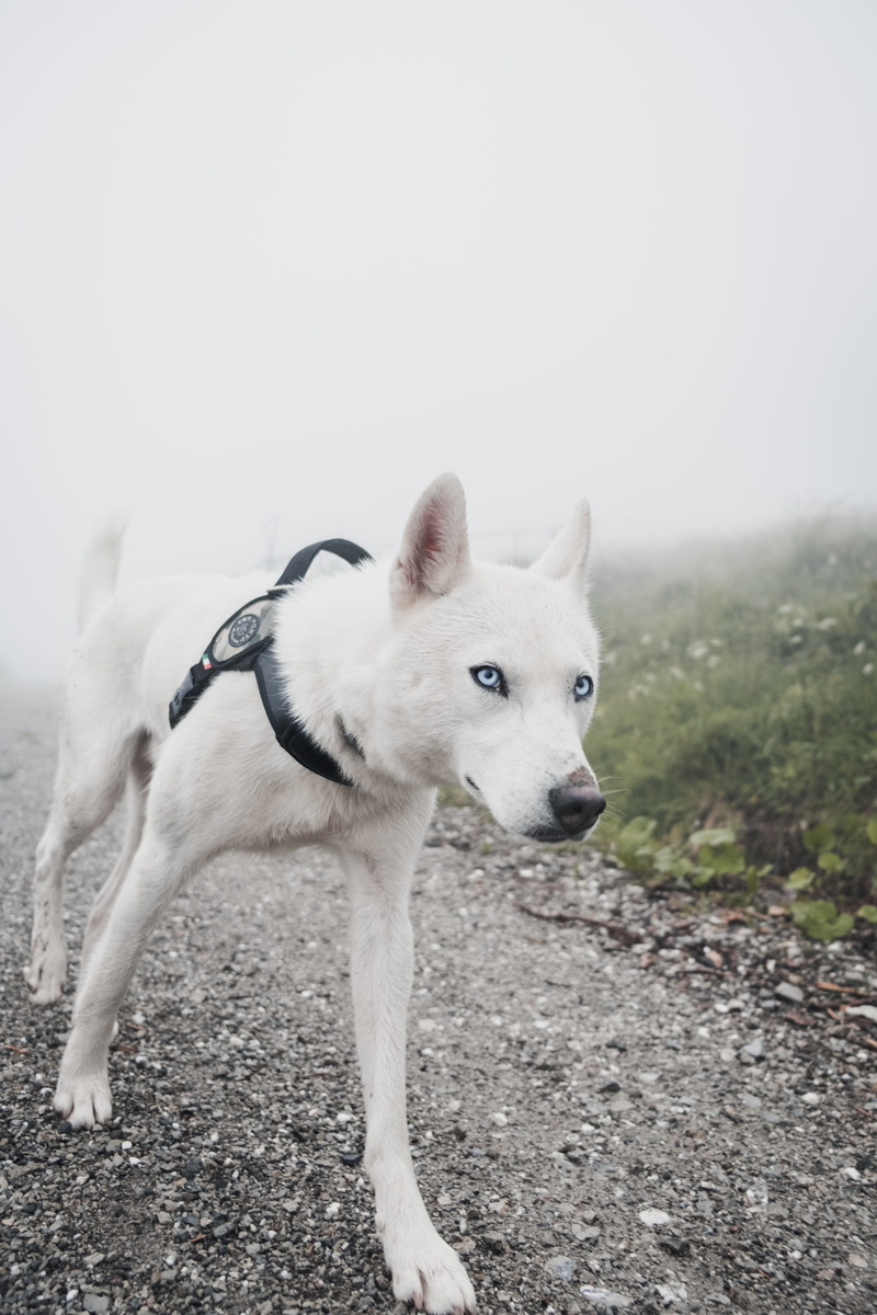 domestic Animals, nature, siberian Husky, foggy, blue eyes, doggy, outdoors, dog, mammal, friendship, 5K, obedience, cute, canine, pathway, animal, wolfdog