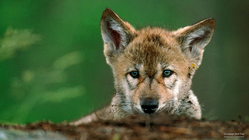european, pup, 2K, Animals, wolf