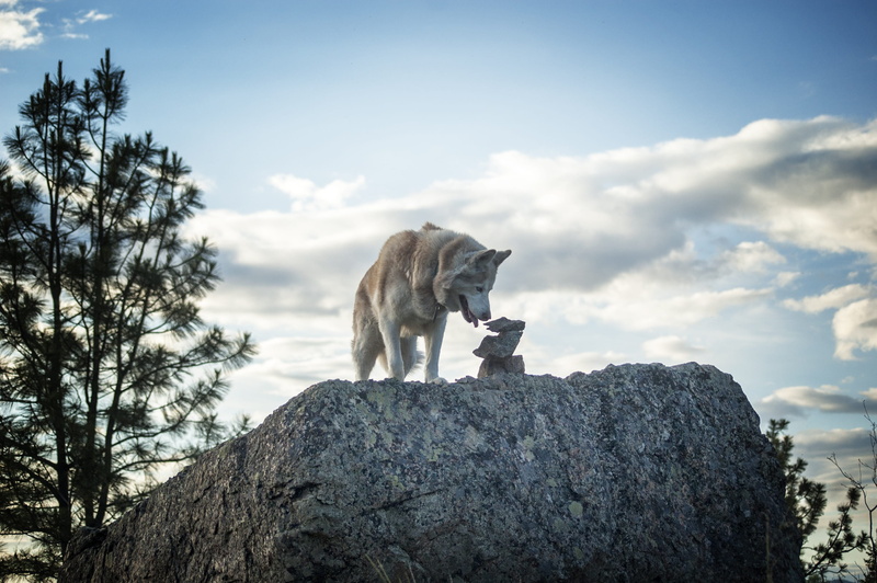 domestic animals, female, puppy, friend, outdoor, low angle view, together, cold temperature, pup, cheerful, animal themes, outdoors, rock, canine, hug
