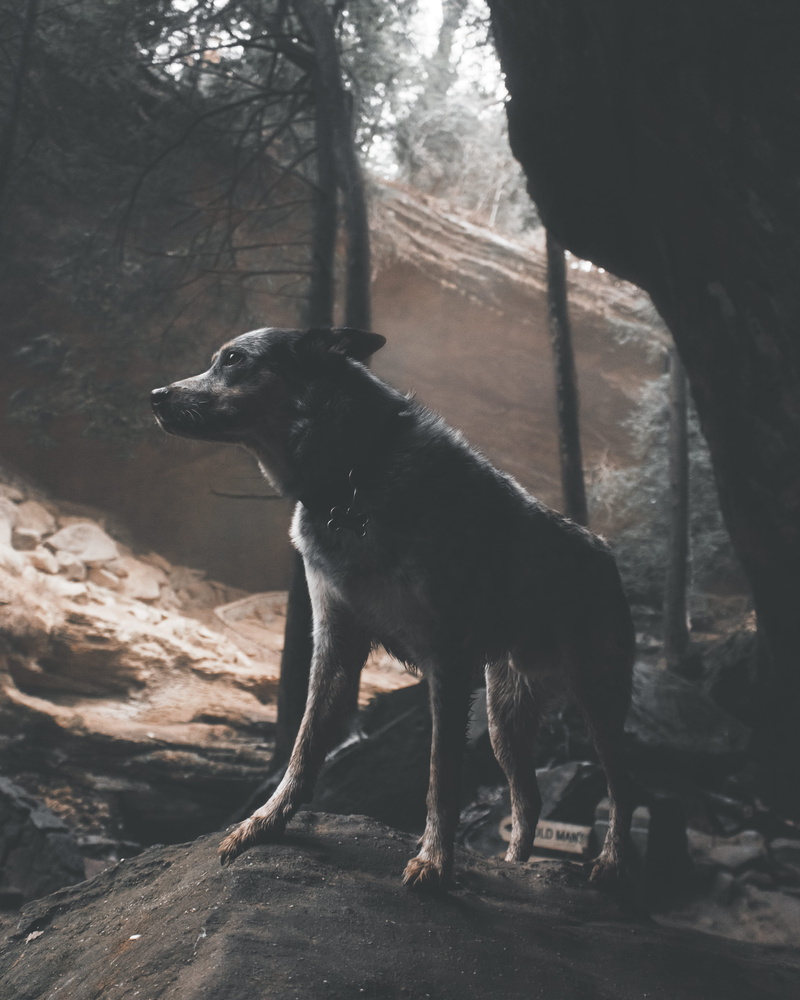 tree, rock, travel, wolf, domestic, austrailian, vertebrate, animal, domestic animals, looking away, red wolf, day, purebred dog, nature, looking, puppy