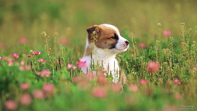 pup, spring, 2K, Dogs
