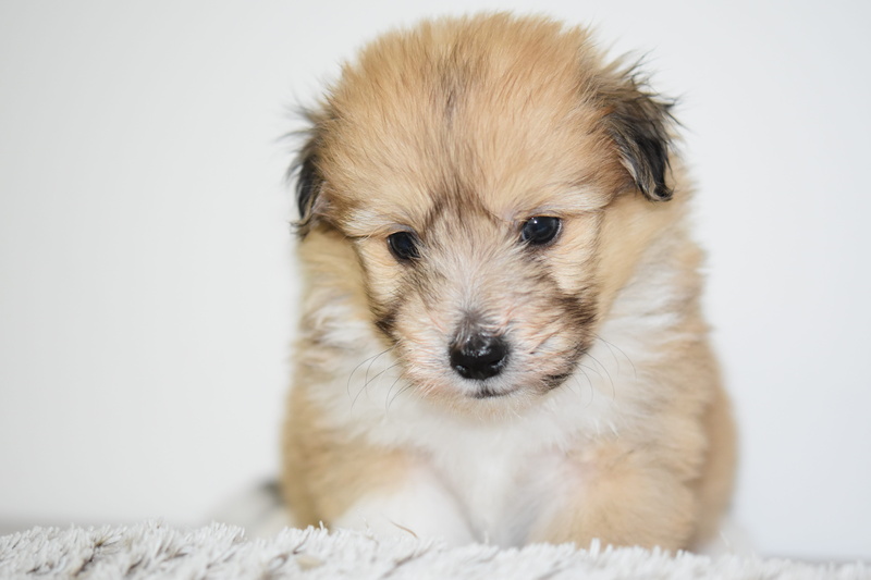 small dog, domestic, black truffle, pup, indoors, pets, cute, brown eyes, dog, studio shot, domestic animals, animal themes, white background, vertebrate