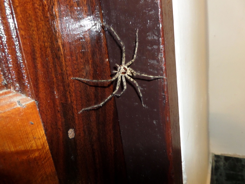 doorway, large, built structure, wood, indoors, spider, old, close-up, tied up, day, door, transparent, decoration, wood - material, brown, tropical, straddling