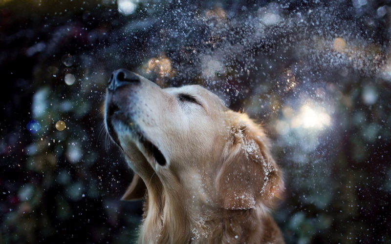 animals in the wild, snow, golden retrievers, animal head, snowing, animal wildlife, polar bear, animal themes, focus on foreground, no people, motion