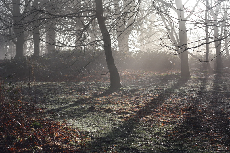 england, sunlight, fog, tree, streaming, beauty in nature, growth, warwick, priory park, nature, day, outdoors, non-urban scene, tranquility, 4K, trunk