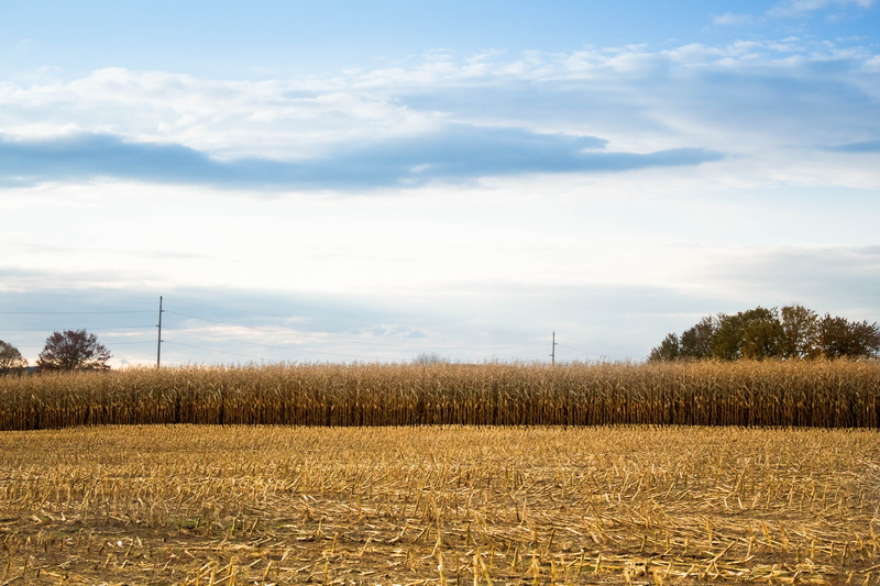 environment, beauty in nature, growth, day, cloud - sky, plant, crop, nature, sky, 5K, rural scene, new york, tranquility, field, tree, tranquil scene