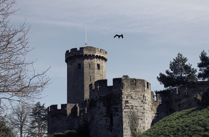 keep, low angle view, falconry, eagle, sky, fort, nature, 4K, impressive, hunting, built structure, tower, castle, vertebrate, falcon, warwick, building