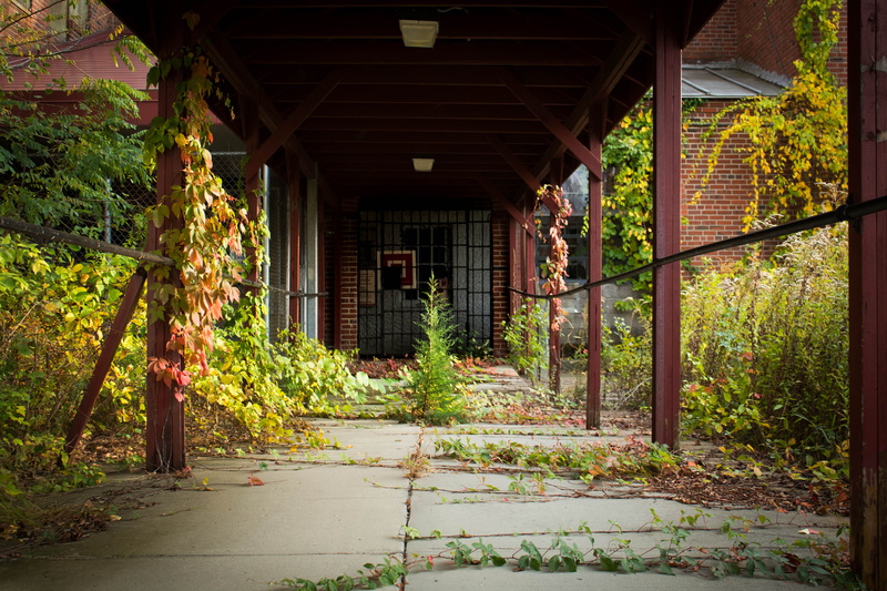plant, day, leaf, direction, nature, warwick, architectural column, outdoors, in a row, overgrown, ceiling, colonnade, building, diminishing perspective