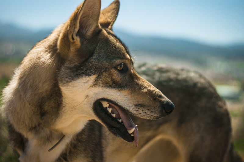 Lobo, wolf, 4K, Granada, Spanish