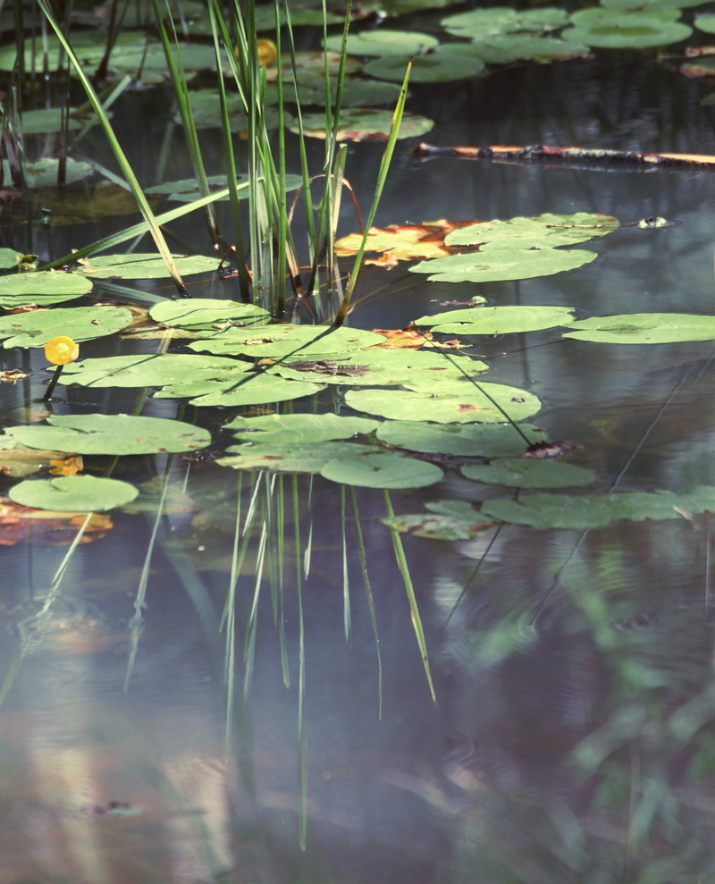 tree, spain, lake, water, day, no people, green color, growth, leaf, purity, floating on water, plant, 4K, lily pads, nature, close-up, beauty in nature