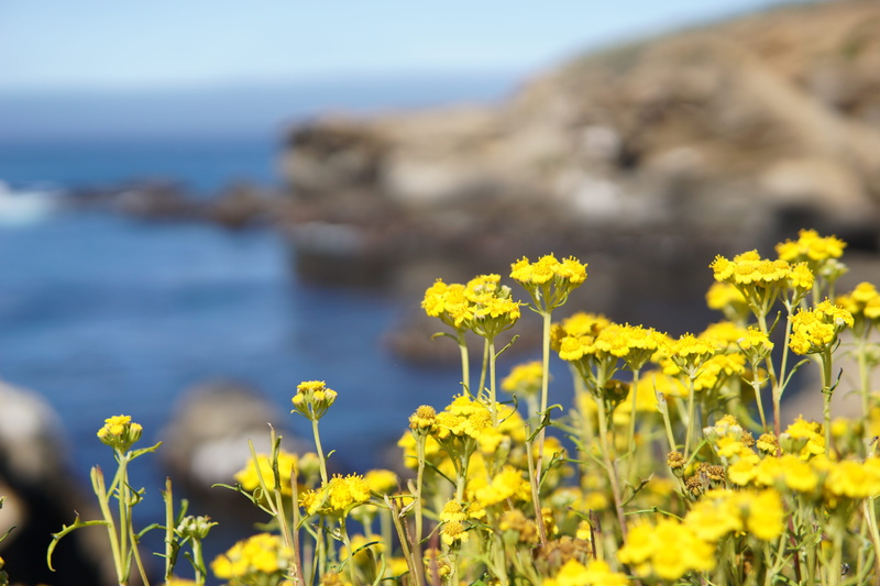 flowers, vulnerability, pacific ocean, flower, california, point lobos state natural reserve, carmel-by-the-sea, day, united states, nature, beauty in nature