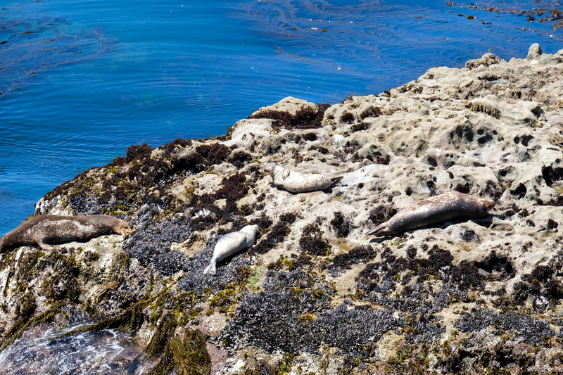 seals, carmel-by-the-sea, point lobos, vertebrate, rocky coastline, land, carmel, solid, outdoors, rock - object, water, animal themes, animals in the wild