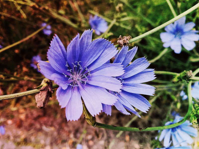 nature, flower, 4K, animal, vulnerability, invertebrate, petal, argentina, pollen, pollination, animal wildlife, freshness, animal themes, flowering plant