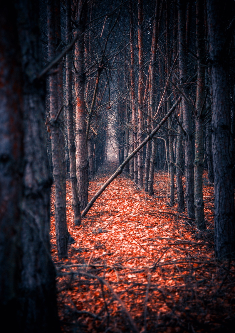leaves, woodland, forests, autumn collection, trunk, fabulously, gloomy, outdoors, magic, litter, the path, nature, shrubbery, atmosphere, autumn, view