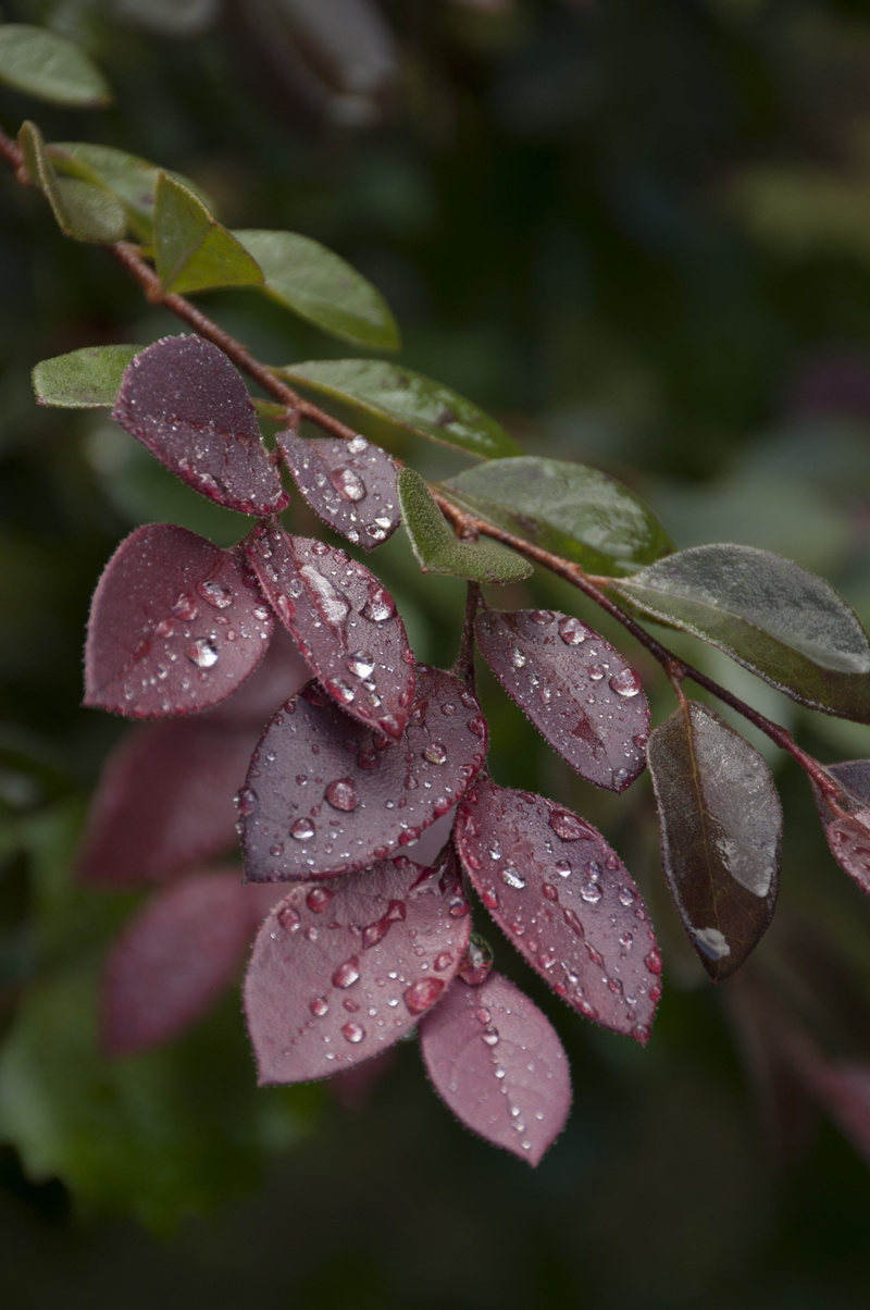 dew, beauty in nature, no people, plant part, leaf, water, red, flower head, purity, plants, 4K, raindrop, drops, focus on foreground, shrubbery, vulnerability