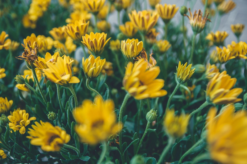 beauty in nature, rose, blogging, petal, field, blur, 5K, freshness, earth day, outdoors, love, flower, botany, earth, planting, dandilion, fragility