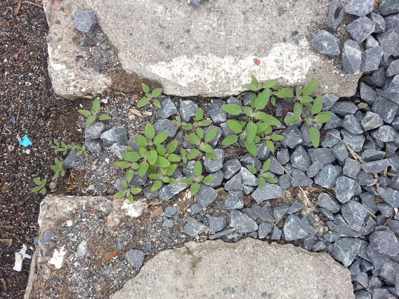 rough, 2K, shrubbery, stone, stone wall, ground, growth, high angle view, pebble, algoma and st. george, no people, thunder bay, beauty in nature, plant