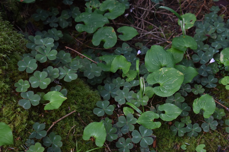 luck, land, food and drink, nature, clovers, directly above, outdoors, freshness, field, close-up, growth, green color, tranquility, high angle view, day