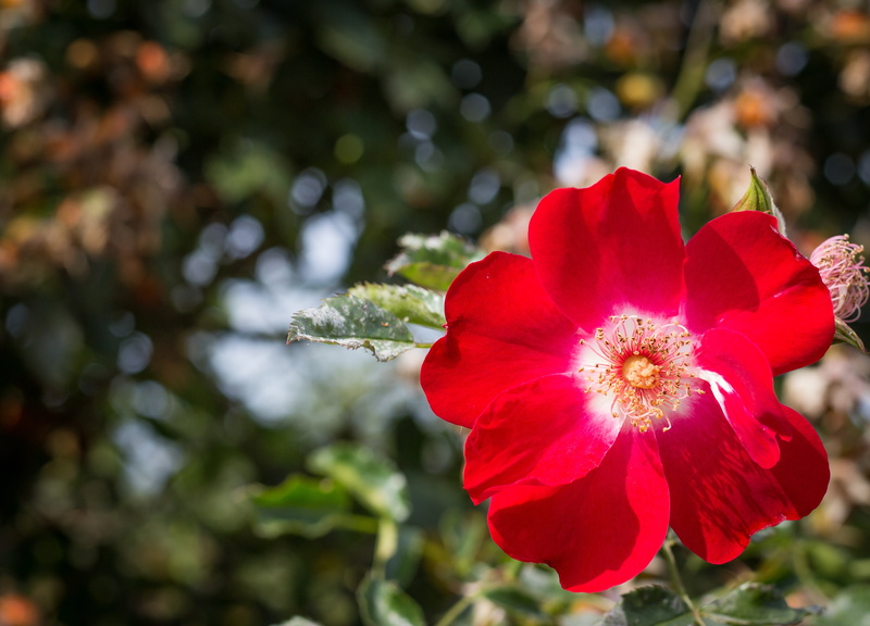 close up, flower head, bushes, petals, flowers, macro, beautiful, flowering shrub, beauty in nature, shrubs, admiration, 4K, growth, outdoors, plants