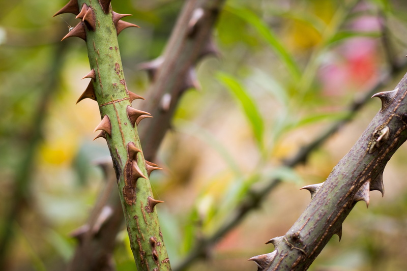 animal, life, spines, petal sheet, 5K, flowering shrub, bushes, bush, sharp, focus on foreground, tree, bloom, no people, reptile, outdoors, inflorescence