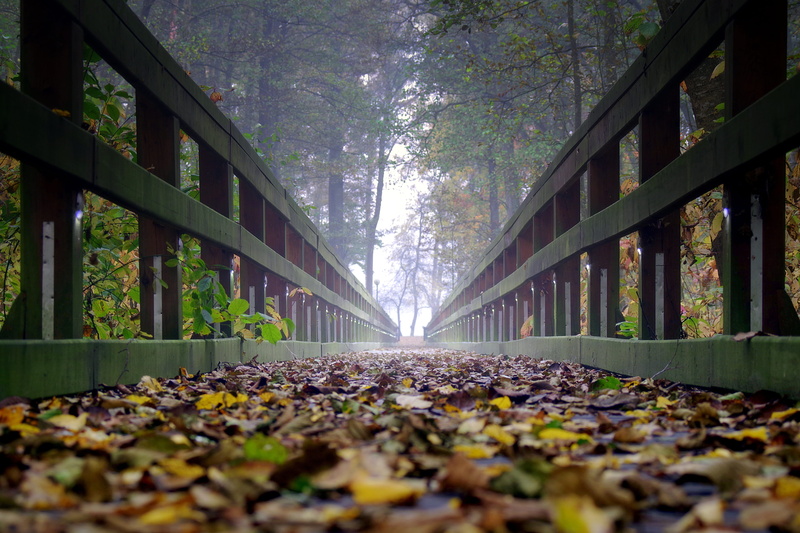 centrally, far away, falling, connection, foliage, handle, bridge, leaves, dark, tree, boards, leaf, railing, land, plant, the prospect of, change, yellow
