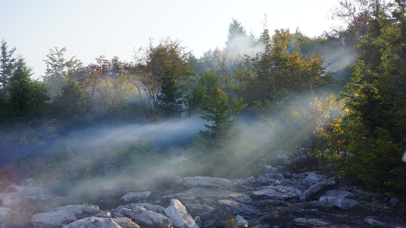 Fog, flowing, rays, trees, non-urban scene, change, Morning, tree, sunrise, flowing water, Waft, land, solid, environment, 2K, day, water, plant, growth