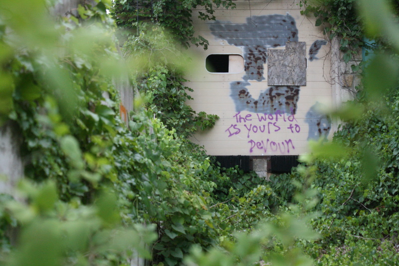 hanging, leaf, green color, sign, communication, focus on background, tree, architecture, outdoors, no people, growth, grafitti, nature, high school, overgrown greenery