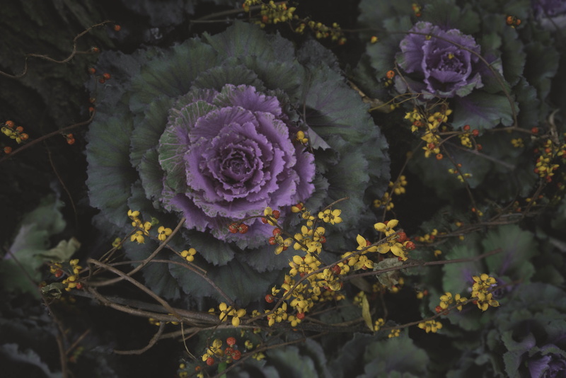 hearth, pods, fall motif, growth, day, outdoors, nature, beauty in nature, purple, purple flowers, high angle view, plant, inflorescence, vulnerability