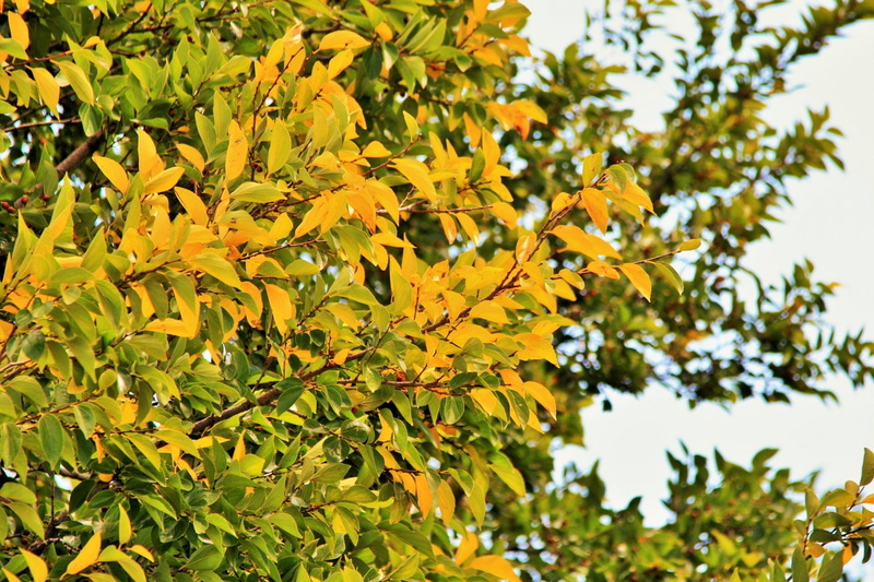 Leaf, Autumn, fall, Leaves, october, bright, Shrub, autumn, low angle view, Tree, close-up, trees, nature, sky, forest, autumnal, focus on foreground, no people