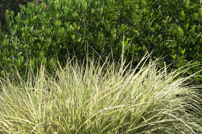 day, park, blade of grass, no people, full frame, tranquility, high angle view, bamboo - plant, backgrounds, green color, lush foliage, outdoor, land, shrubbery
