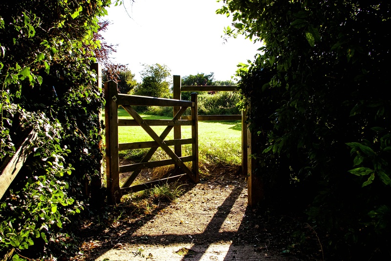 enter, land, tranquility, shrubbery, park - man made space, yard, nature, wooden, architecture, bushes, photo, landscape, trees, brown, wood - material