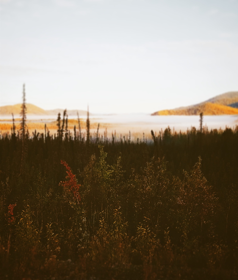 nature, alcan border, growth, alaska, landscape, sunrise, sunset, field, scenics - nature, plant, water, no people, sky, tranquil scene, beauty in nature