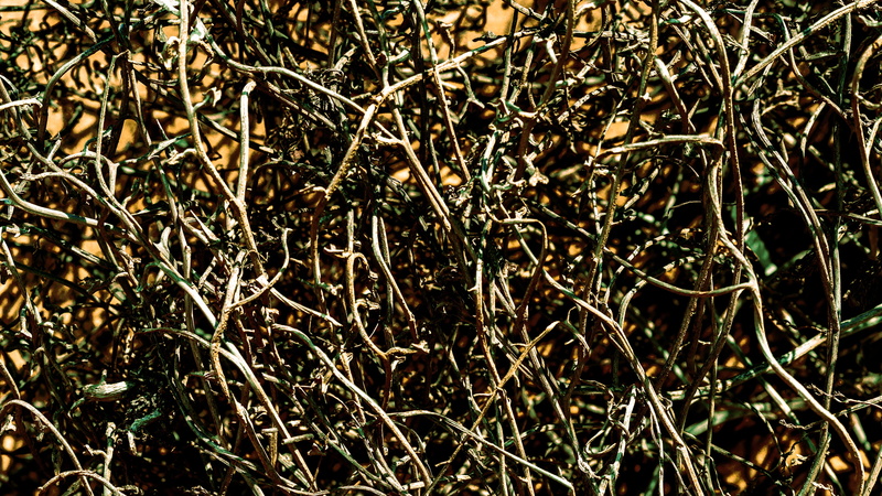 nature, plant, santa maria del focallo, santa maria del focallo beach, high angle view, land, italy, close-up, branch, no people, tangled, backgrounds