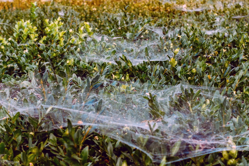 winter, day, beauty in nature, field, growth, shrub garden decorative, food and drink, leaf, plant, nature, green color, grass, shrubbery, spider web, cold temperature