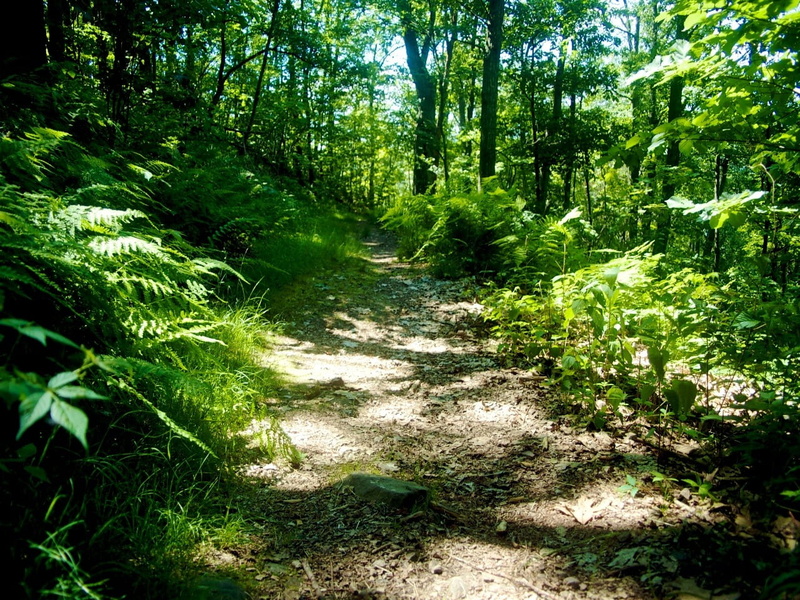 trail, the way forward, beauty in nature, tranquility, day, tree, footpath, foliage, blue ridge, forest, hike, organic, plant, direction, green Color, path