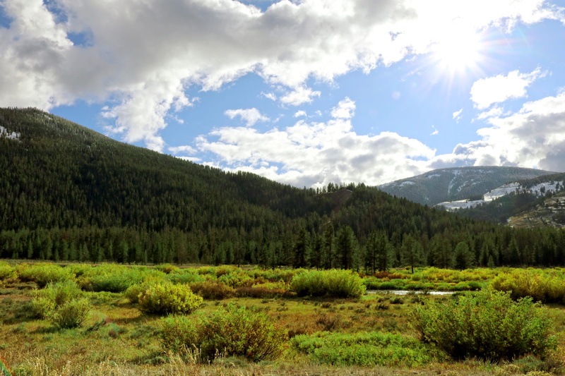 trees, plant, outdoors, no people, shrubbery, mountains, sky, tranquility, coniferous tree, growth, tree, cloud - sky, green color, blue sky, pine tree