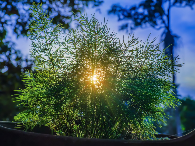 daytime, beam, sunbeam, no people, growth, landscape, nature, photography, grass, heart of tree, sunlight, ray, focus, shrubbery, 4K, garden, low angle view