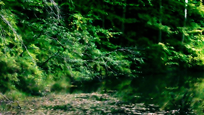 grass, photography, shrubbery, leaves, floating, branch, 2K, reflection pool, trees, green