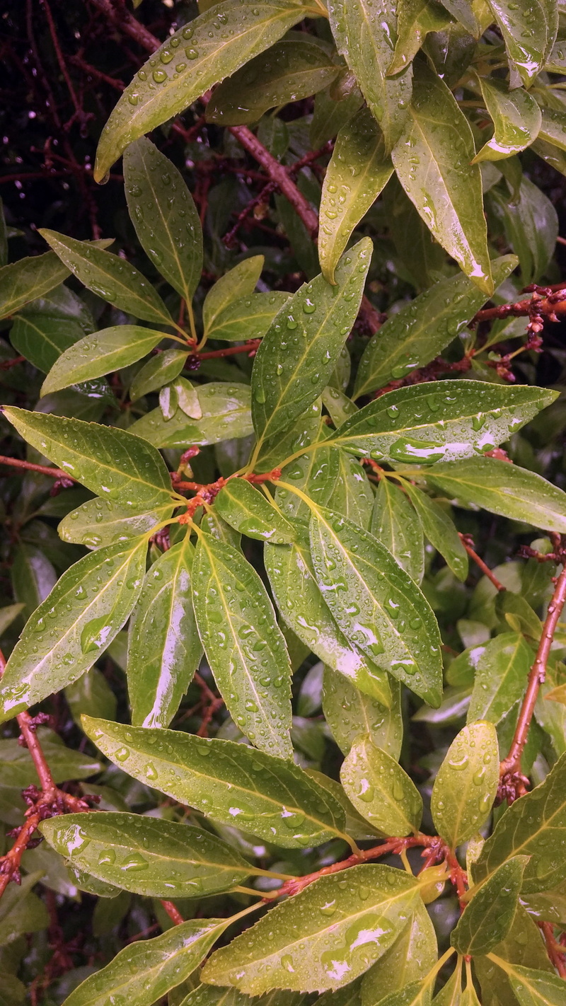 gardening, natural, green color, botanic, Wet, water, day, shrubbery, close-up, Bush, botany, nature, outdoors, drop, beauty in nature, growth, garden