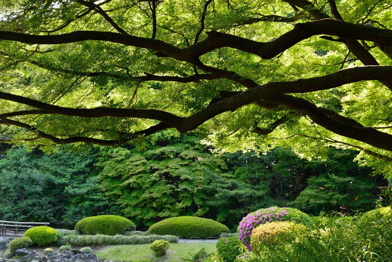 green color, tranquility, no people, Japan, tree, low angle view, scenics - nature, Shinjuku Gyoen, Tokyo, branch, land, tranquil scene, day, outdoors