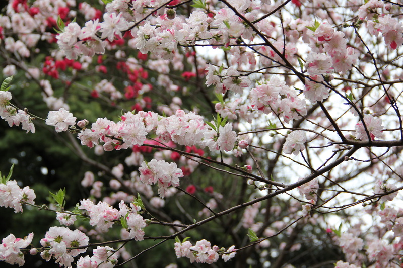 shinjuku gyoen, flowering plant, pink color, branch, day, growth, garden, fragility, freshness, cherry tree, plant, vulnerability, cherry blossom, plum blossom