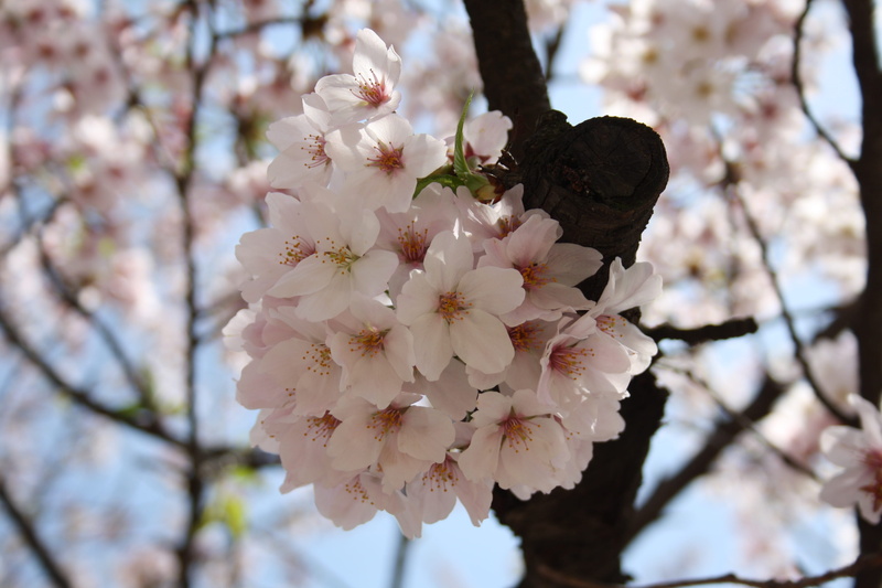 tree, pollen, cherry tree, plant, close-up, outdoors, branch, blossom, beauty in nature, nature, japan, plum blossom, tokyo, vulnerability, petal, 4K